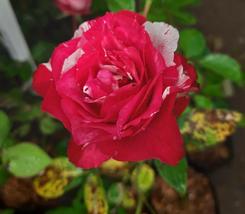 2X Seeds Pink and Deep Red Rose Flower Seeds Plant For Your Home Garden OSAM - £8.01 GBP