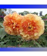 Huang Jin Cui Golden Red Peony Plant Seeds Pack 5 Seeds Light Fragrant F... - $13.08