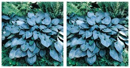 1 Live Potted Plant hosta HALCYON medium thick blue 2.5&quot; pot  - £31.65 GBP