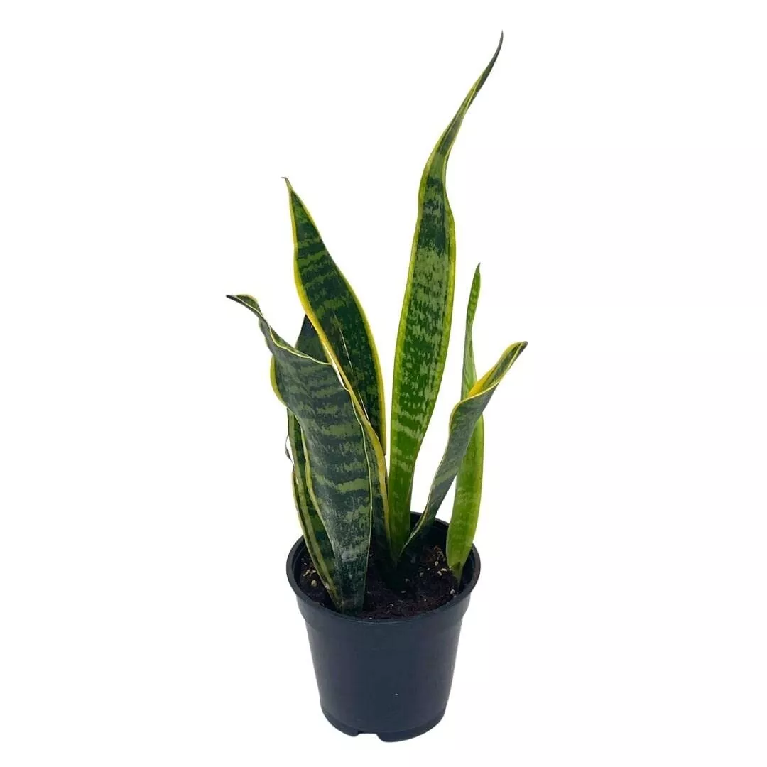 Variegated Snake Plant Cow&#39;s Tongue Lengua de Vaca St George&#39;s Sword Mother- - £29.31 GBP