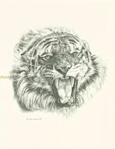 #92 SNARLING  TIGER * wildlife  art print  *  pen &amp; ink drawing by Jan J... - $12.50