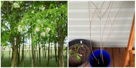 Black Locust Tree - 24-36&quot; Live Plant - 2-3 Foot Tall Bareroot Seedling - H03 - £39.95 GBP