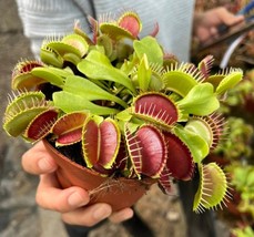 Venus Fly Trap seeds, carnivore plant gift for him her mom dad indoor &amp; ... - $13.62 CAD