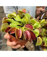 Venus Fly Trap seeds, carnivore plant gift for him her mom dad indoor &amp; ... - $9.95