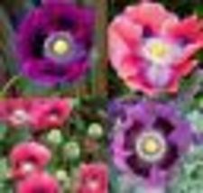 500 Seeds! Poppy DELUXE MIX Breadseed Poppies Large Blooms Decorative Pods USA - £10.30 GBP