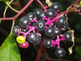 Item image 1 image 1