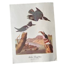 VINTAGE Audubon Belted Kingfisher Roger Tory Peterson 9x12 Litho Print - £6.05 GBP
