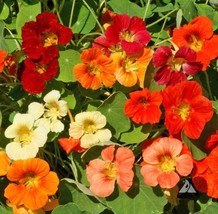 Grow In US 20 Seeds Nasturtium Tip Top Mix Dwarf Vine Red Orange Tubular Edible - £8.57 GBP