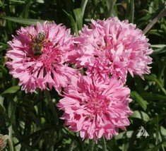 Cornflower Bachelor Button Tall Pink Heirloom Flower Bees Love Non-Gmo 400 Seeds - £7.81 GBP