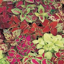 Coleus Seeds 50 Thru 500 Seeds Fairway Mix Flower Seeds Seeds Fresh Garden - £11.48 GBP