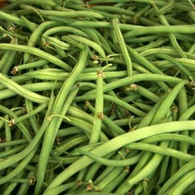 VPF Kentucky Wonder Green Bush Bean Seeds 50 Ct Vegetable Garden Heirloom NON-GM - £8.40 GBP