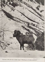 1942-43 Magazine Photo Old Bighorn Ram Sheep Trophy Horns Wyoming in Snow - $11.68