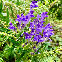 50 Pcs Chinese Skullcap Seeds Baikal skullcap or Scutellaria baicalensis Seed - £14.59 GBP