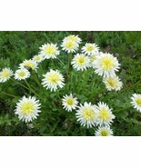 30+ White Japanese Dandelion Seeds  - $25.24 CAD