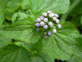 Bandotan Bubuk - Ageratum Conyzoides Powder - £19.12 GBP