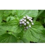 Bandotan Bubuk - Ageratum Conyzoides Powder - £19.12 GBP