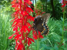 KKG Variety Of Wild Seeds Ets Select From List Or Buy Entire Fresh Garden - $11.75