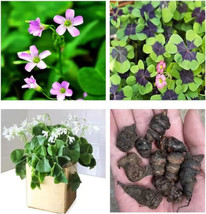 THJAR Green Shamrock Bulbs 15 Luck Oxalis 2024 Bulbs to Plant  Indoors outside - £20.43 GBP