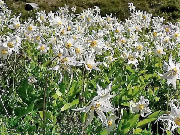 10 White Avalanche Lily Erythronium Montanum Native Alpine Flower Seeds ... - $10.00