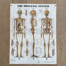 Vintage Medical Poster The Skeletal System - Laminated stock 19.75&quot; x 25... - $44.54