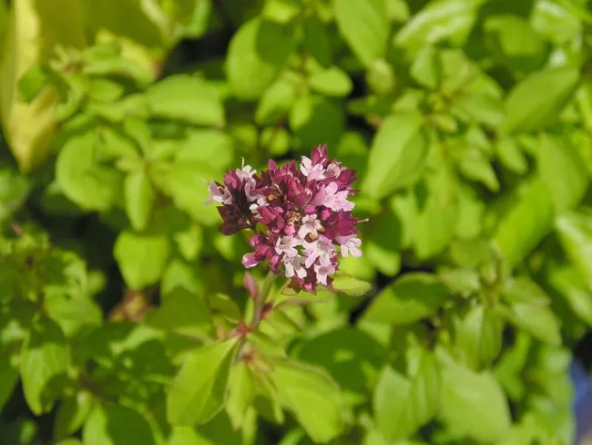 500 Seeds Oregano Origanum Vulgare Herb Purple Butterfly Flower Fresh Garden - £15.67 GBP