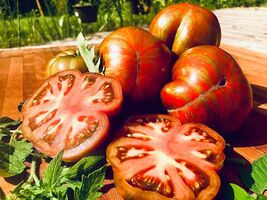 Rare Heirloom Large Barred Boar Tomato Seeds - $4.95