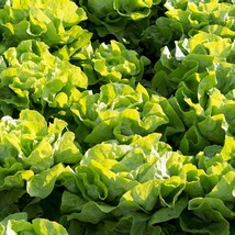 Buttercrunch Lettuce Seeds Gardening USA SELLER - £2.56 GBP