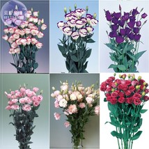 Eustoma Grandiflorum Flowers Pack 10 Seeds Bonsai Mixed Flower Seeds E40... - £7.12 GBP