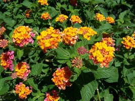 Lantana Camara Miss Huff Hardy Lantana Seeds Fresh Garden USA Shipping - $14.20