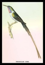 Hummingbird: Trochilus Cora by Sir William Jardine - Art Print - £17.29 GBP+