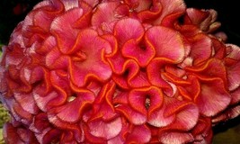 Item image 1 image 1