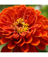 Long Flowering Period Bonsai Zinnias Elegans Widely Cultivated 100 PCS S... - $217.56 MXN