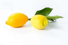 5 Citron de Menton Lemon Seeds - $11.99