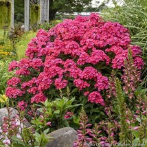 15 seeds Phlox ?Glamour Girl?  house plant  garden flowers From us - $10.25