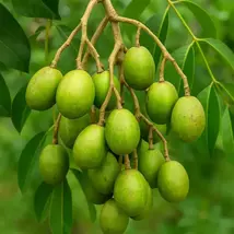 Spondias Dulcis June Plum Tree: Exotic Tropical Fruit, Fast Growing - $349.90
