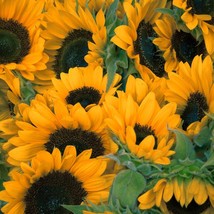 Flower Seeds Black Oil Sunflower 100 Seeds Bright Yellow Flowers Fast Ship Fresh - £13.92 GBP