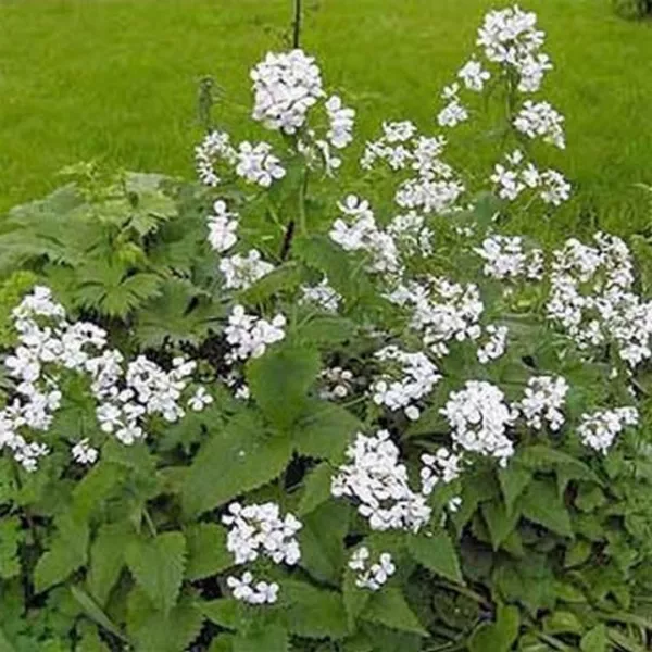 Money Plant White (Lunaria Biennis) 50 Seeds Fresh New - $8.58