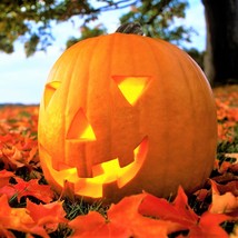 Jack O Lantern Pumpkin Patch Pumpkins Carving Squash Vegetable US Fast S... - $9.80