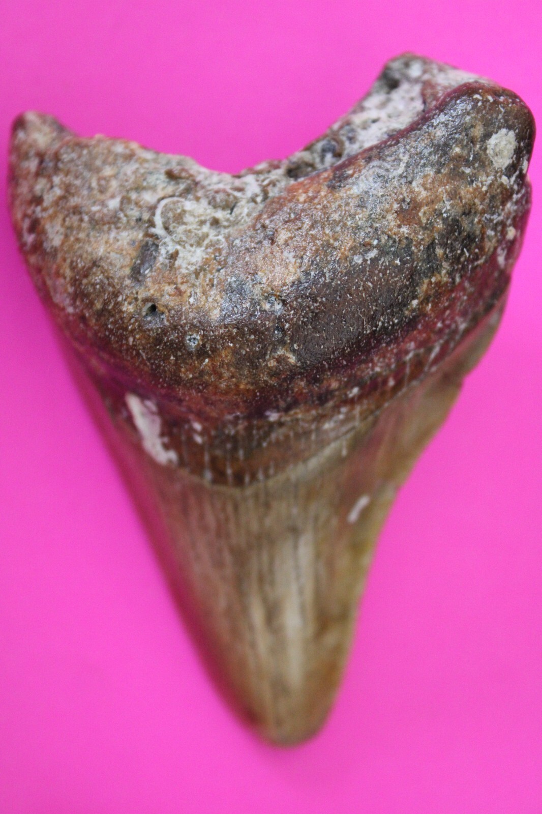 Authentic Megadolon Shark Tooth 2.94 Inches 73 Grams Fossil Dino Girl CO... - $88.99