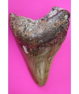 Authentic Megadolon Shark Tooth 2.94 Inches 73 Grams Fossil Dino Girl CO... - $88.99