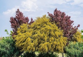 USA Golden Mimosa Acacia Baileyana Yellow Wattle Tree Flower 10 Seeds - £8.66 GBP