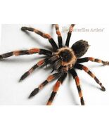 Real Tarantula Mexican Redknee Brachypelma Hamorii Framed Entomology Sha... - $198.00