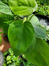 Heart Shape Leaf Philodendron Live Plant - £23.29 GBP