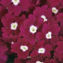 Verbena Seeds Quartz Xp Burgundy Eye 50 Verbena Seeds Fresh Seeds Gardening USA - $20.00