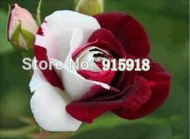 200Seeds jade gemstone rose bush flower seeds 400 seeds potted plants - £23.12 GBP