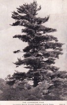 The Lonesome Pine Illinois White Pines Forest State Park IL Postcard C39 - £2.39 GBP