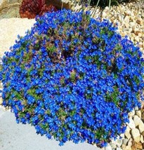 100 pcs Aubrieta cultorum Rock Cress Seeds - Dark Blue Flowers FROM GARDEN - £5.18 GBP