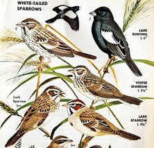 White Tail Sparrows Varieties And Types 1966 Color Bird Art Print Nature... - $19.99