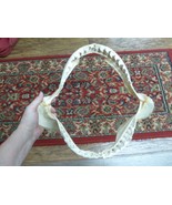 (sj470-101-1) 15&quot; Tiger SHARK jaw sharks jaws t**th Galeocerdo taxidermy... - $934.05 CAD