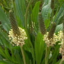 English Plantain Herb Seeds Plantago Lanceolata 100 Seeds - $12.98